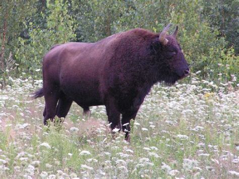 Cattle X European Bison Hybrid Called A Zubron Cattle Animals Of