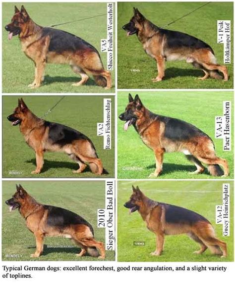 Slope Backroach Back Gsd Types That Last One Isnt Too Extreme