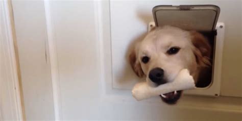 3 Dogs Take Turns Saying Hello Through Tiny Pet Door The Daily Dot