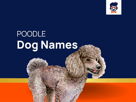 1055 Poodle Names That Matches Your Pups Unique Personality