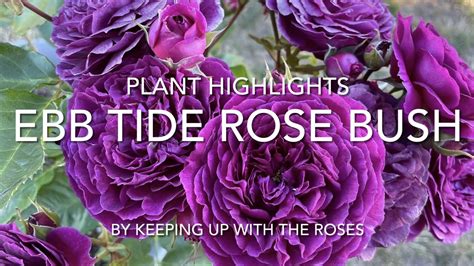 Ebb Tide Purple Rose Bush Youtube