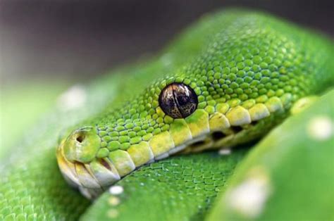 Green Tree Python Care Sheet Reptiles Cove