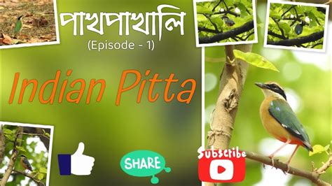 Indian Pitta Pitta Brachyura Mating Dance Nesting Behaviour
