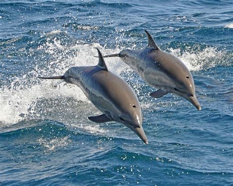 Picture Of A Dolphin Bilscreen