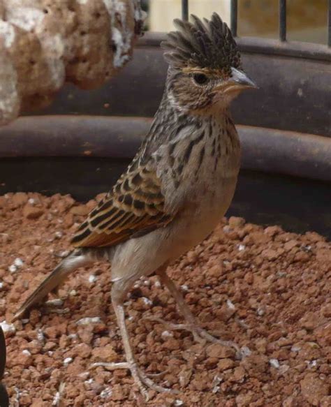 08/03/2009 pukul 09:06 om kicau burung branjangan. Semua tentang Burung: Mirafra Javanica (BRANJANGAN)