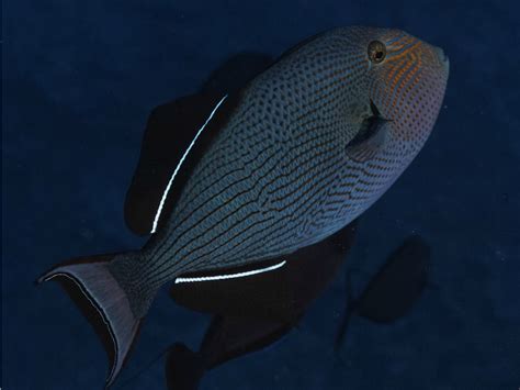 Black Triggerfish Myfishgallery
