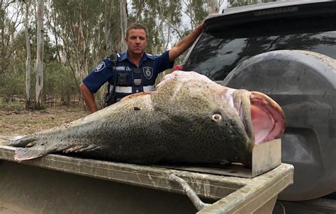 Fisherman Caught Illegally Taking Giant Murray Cod Fish