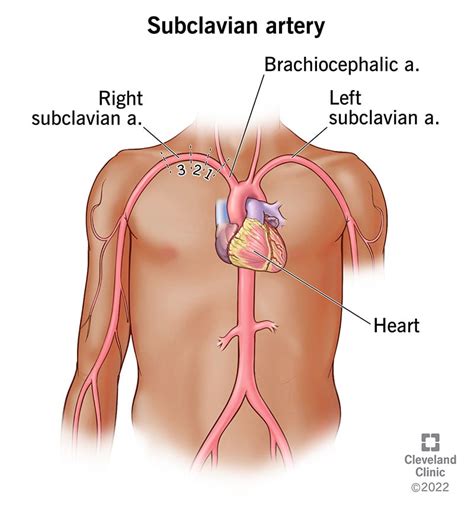 Subclavian Artery Location Anatomy And Function
