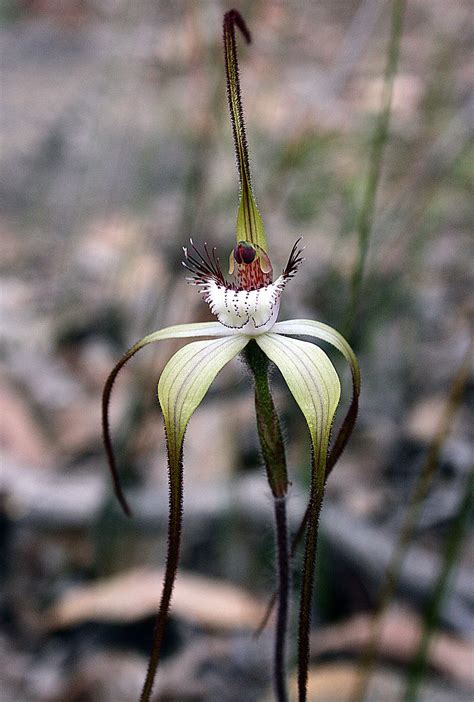 Spider Orchid Unusual Flowers Rare Orchids Strange Flowers