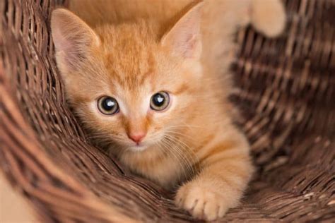 Feline 411 All About Ginger Tabby Cats Cattitude Daily Tabby