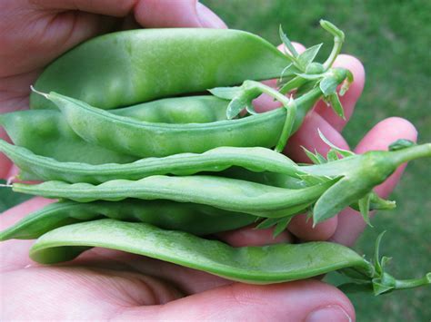 Grow Your Own Snow Peas Small Green Things