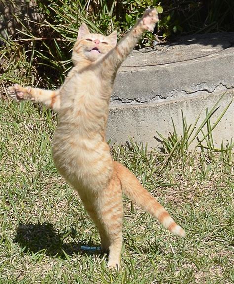 Psbattle This Leaping Cat Rphotoshopbattles