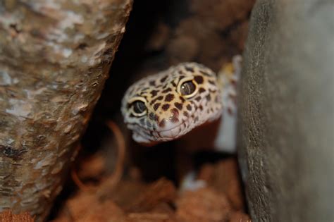 Leopard Gecko Lifespan As Pets Care Facts And Information Cabrito