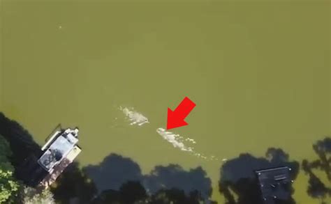 Wild Drone Captures Moment Alligator Attacks Swimmer In Florida Lake
