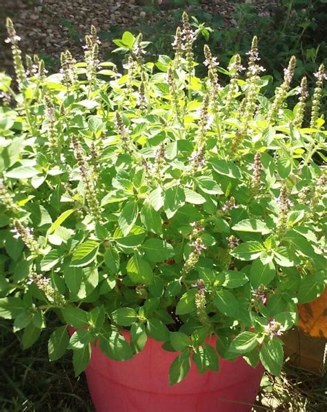 Treasure The Benefits Of Tulsi Mother Earth Living