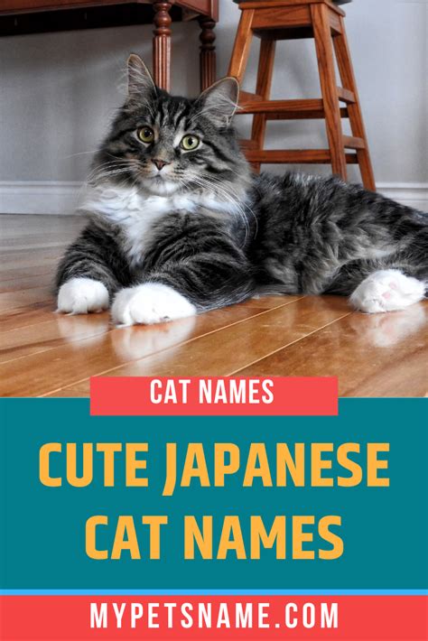 Cute Japanese Cat Names Japanese Cat Cat Names Cute Pet Names
