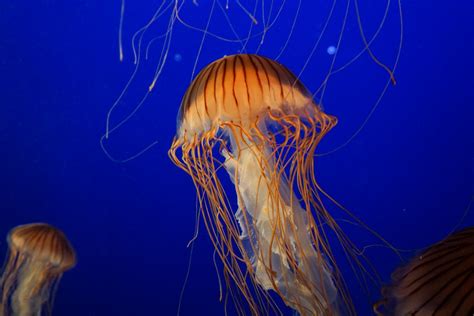 Free Images Sea Ocean Underwater Tranquil Jellyfish Blue