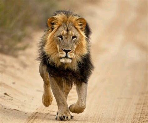 Running Home Wild Lion African Lion Beautiful Lion