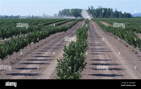 Hazelnut Orchards Growin In The US Stock Photo Alamy