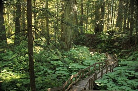 Giant Cedar Woods Boardwalk Trail Picture Of Mount Revelstoke