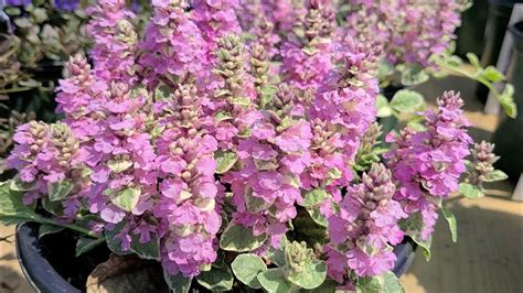 Ajuga Pink Lightning ⚡️easy To Grow Ground Cover With Bright Pink