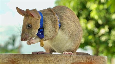 Giant Rat Wins Animal Hero Award For Sniffing Out Landmines Twin Cities