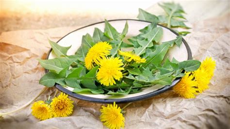 Can You Eat Dandelion Greens Raw Better Raw
