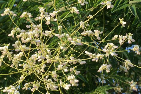 Learn vocabulary, terms and more with flashcards, games and other low maintenance, hardy, fragrant white fuzzy flowers, black berries; The Japanese pagoda: a late summer flowering tree | TBR ...