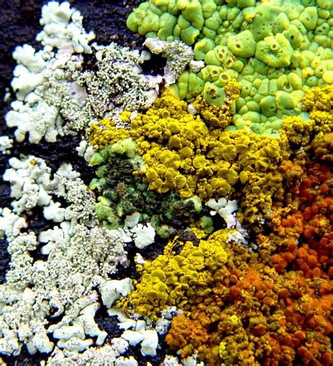 Maybe you would like to learn more about one of these? Geotripper: Liken' Lichens a Lot Lately...Fall Report from the Sierra Foothills