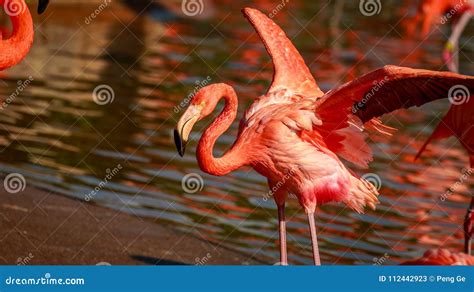 Flamboyance Of Flamingos Stock Image Image Of America 112442923