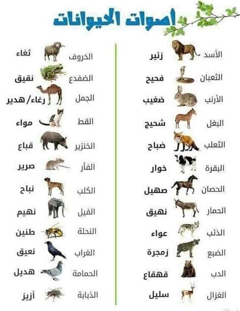 اسماء ابناء الحيوانات باللغة العربية