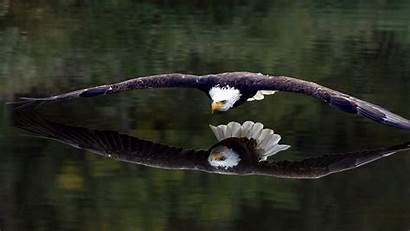 Eagle Bald Prey Bird Birds Animals Water