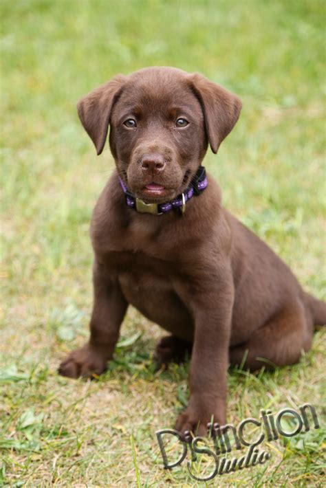 Finding the right chocolate lab puppy can be dog gone hard work. Distinction Studio | Liberty!