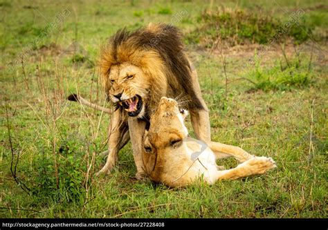 male lion bares teeth mating in grass lizenzfreies foto 27228408 bildagentur panthermedia