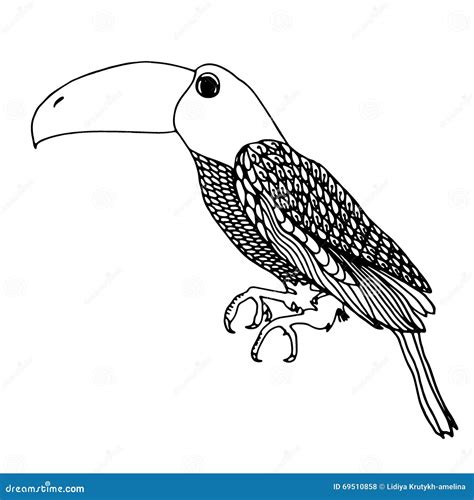 Zentangle Toucan Doodle On White Backgroundgraphic Illustration Vector