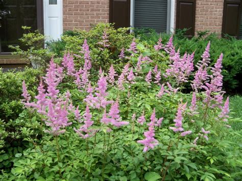 Growing And Caring For Astilbes In The Northeast