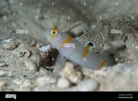 Randalls Sentinel Goby Randalls Sentinel Gobies Randalls Prawn