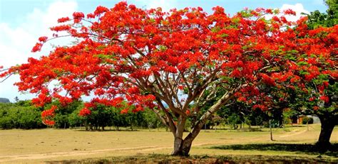 17 Breathtaking Trees That Are Like None Youve Ever Seen Before