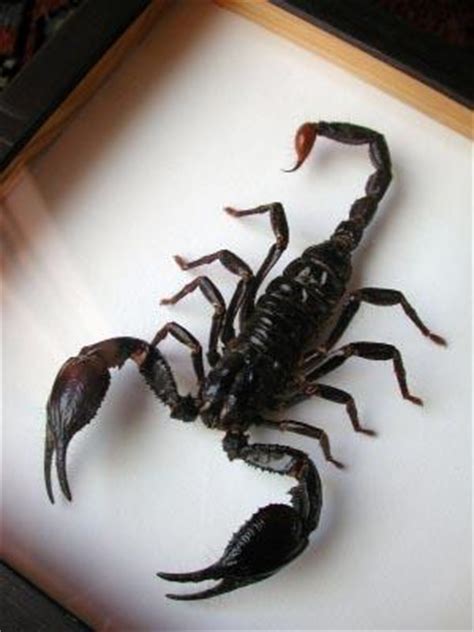 Последние твиты от scorpion king (@scorpion_king). Scorpion King Jewelry for Every Type of Fan | LoveToKnow