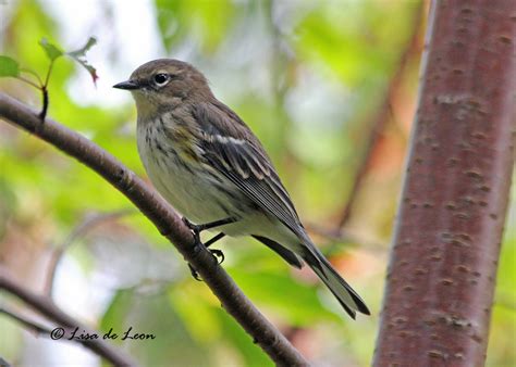 Birding With Lisa De Leon Yellow Rumped Warbler The Gold Standard