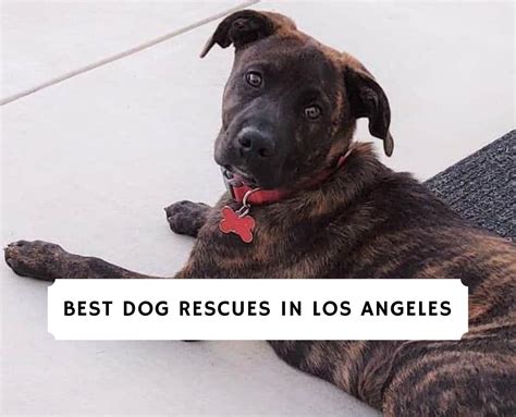 Best Dog Rescue In Los Angeles 2023 Top 7 We Love Doodles