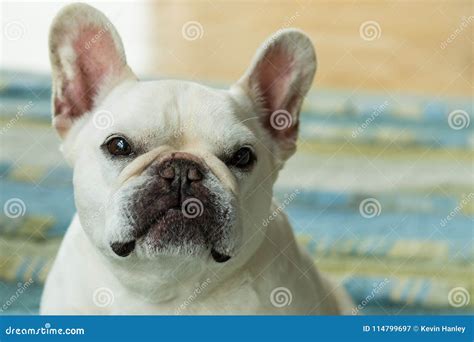 The Always Cute French Bulldog Stock Image Image Of Dogn Bulldogs