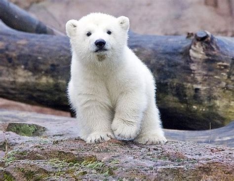Polar Bear Cub Pictures Photos And Images For Facebook