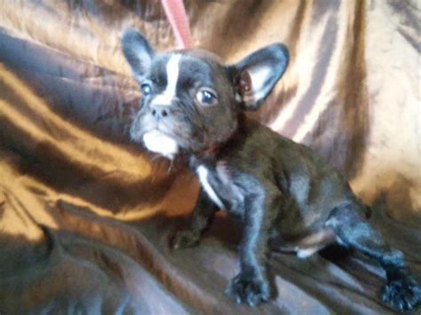 Find your perfect puppy here today. Shorty bull Puppy Reg BBCR for Sale in Fresno, California Classified | AmericanListed.com