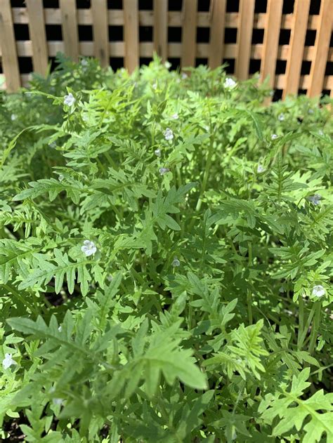 Small White Flowers With Black Dots Fragrant Leaves