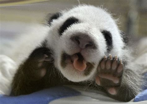 Cute Baby Panda Pictures Tedlillyfanclub