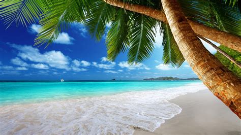 Palm Water Sea Tree K Sky Arecales Sandy Beach Summer