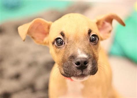 To decide if fostering is a right fit for you, review our frequently asked questions. Find Dogs For Adoption Near Me | petswithlove.us