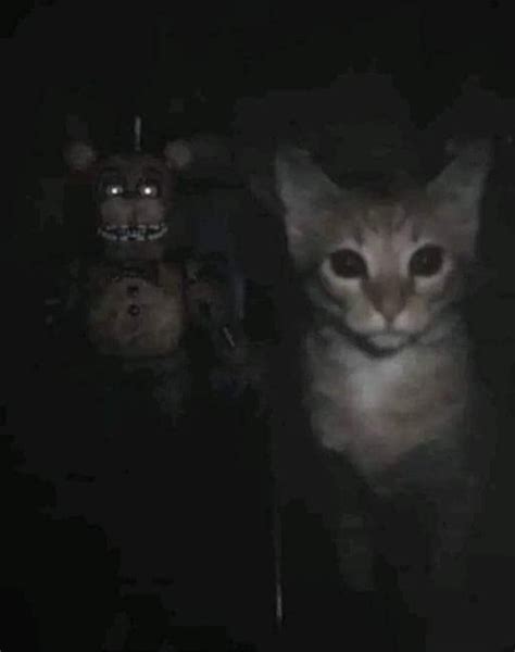 Two Creepy Looking Cats In The Dark