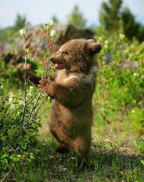 Pin By Alice Lackey On Bears Cute Animals Cute Baby Animals Bear
